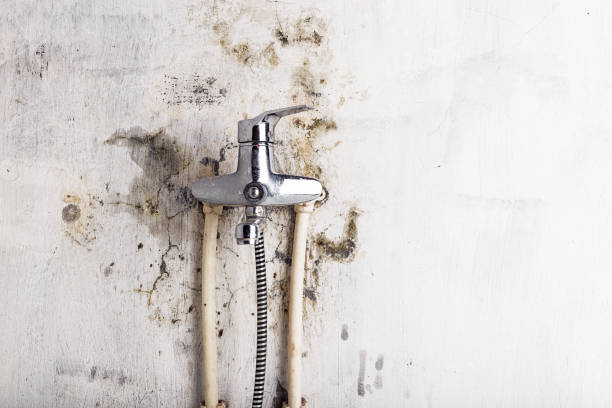 Best Commercial Mold Removal  in Francis, UT