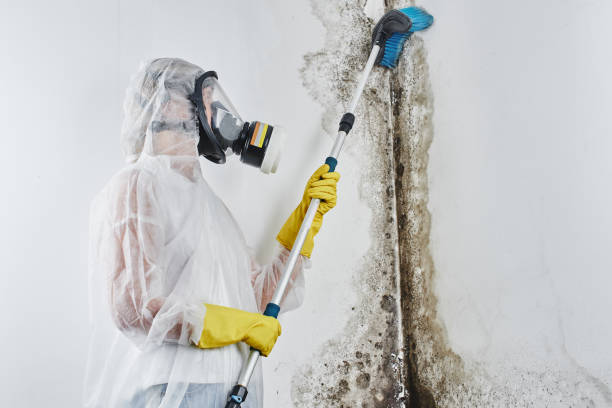 Attic Mold Removal in Francis, UT