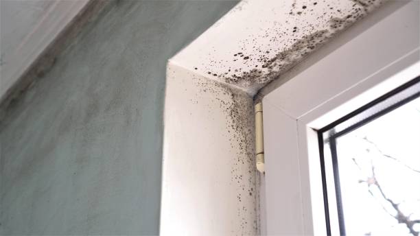 Best Mold Removal Near Me  in Francis, UT
