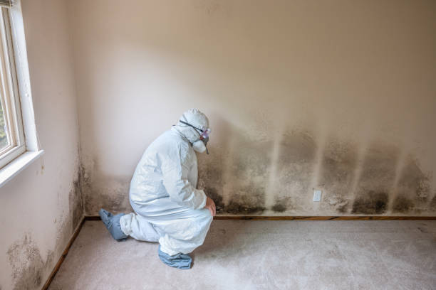 Best Mold Cleaning Services  in Francis, UT