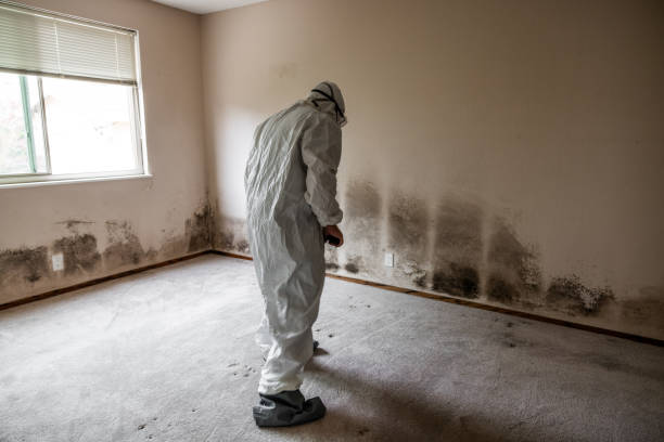 Best Mold Remediation  in Francis, UT